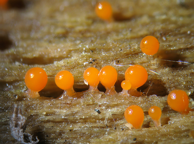 Trichia decipiens?